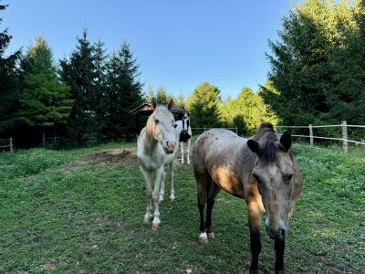 The three amigos, including Bug the horse