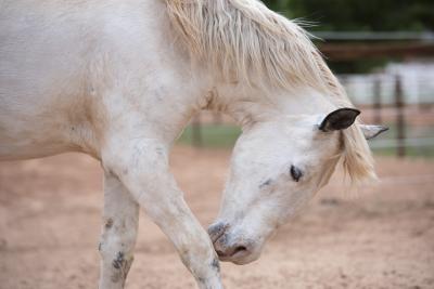 Bug the horse bending down to tough her nose to her knee