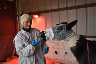 Bug the horse as a foal with bandages on her face with a veterinarian working on her