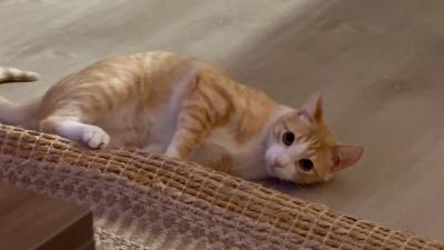 Butters the cat lying on the floor playing