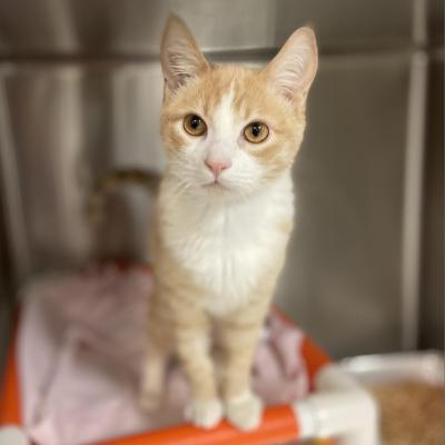 Butters the cat in a kennel on a raised bed