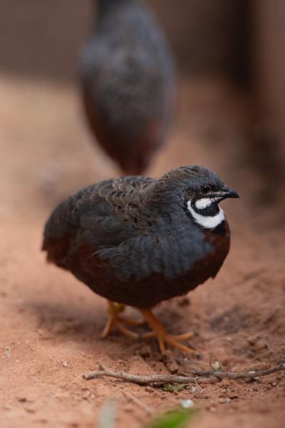 King quail brothers John and Paul