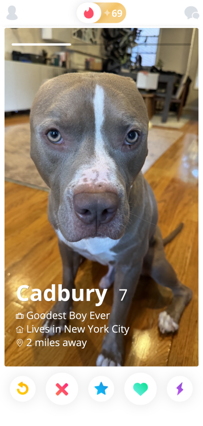 Cadbury the dog's dating profile