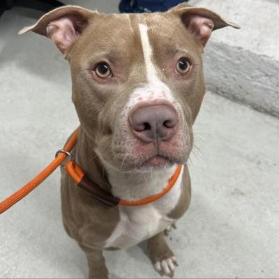 Cadbury the dog on an orange lead