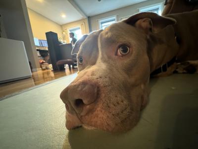 Cadbury the dog lying on the floor of a home