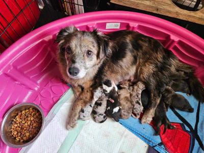 A mom and puppies at Castle Valley Animal Rescue