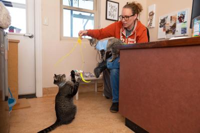 Person playing with a wand toy with Elton the cat while Binks the kitten is in her lap