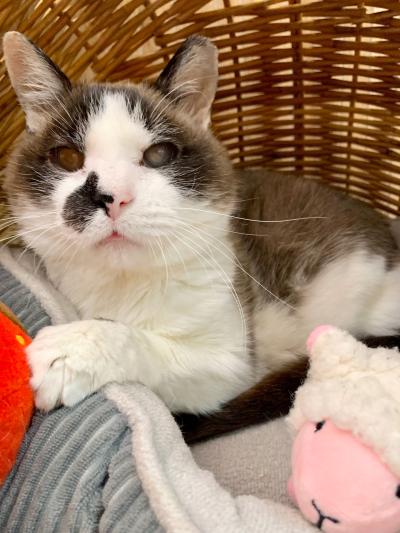 Cinderella the cat in a wicker basket cat bed with a stuffed toy