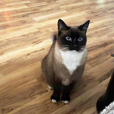 Zoey Crooks the cat on a wooden floor