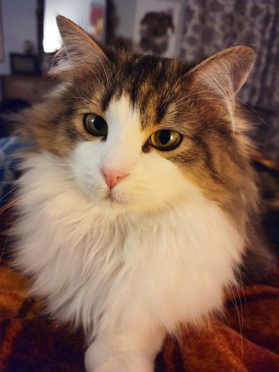 Close-up of Dolly Parton the brown tabby and white cat