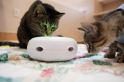 Elton the cat and Binks the kitten playing with a toy