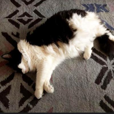 Fluff Fluff the cat lying on her side on a gray and black carpet