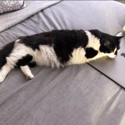 Fluff Fluff the cat lying on a bed