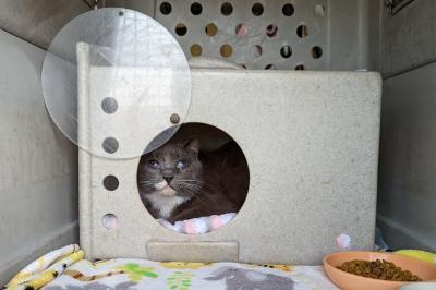 Gia the cat in a cat den in a large plastic carrier