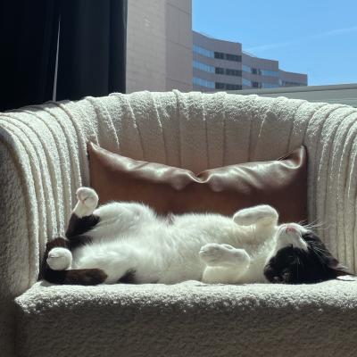 Lil the cat sleeping upside down on a chair under a window