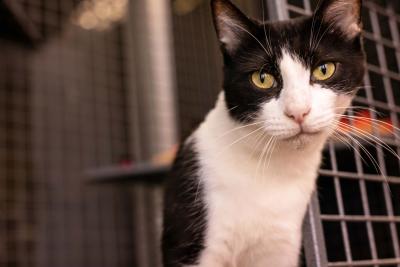 Lil the black and white cat in front of a kennel