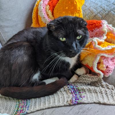 Larry the cat, showing his crumpled ears