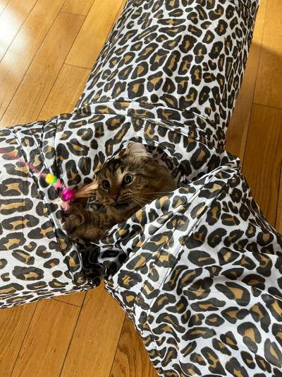 Lorcan the cat hiding in a leopard print cat tunnel