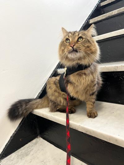 Lorcan the cat, leashed, sitting on a staircase and you can see that a leg was amputated