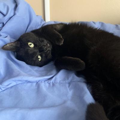 Lisette the cat lying upside down on some blue fabric