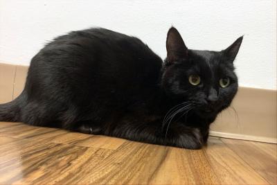 Lisette the cat lying on a wooden floor