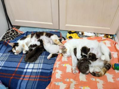 Both mama cats nursing the kittens, lying on separate blankets, but next to each other