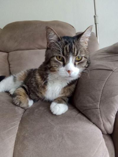 Mr. Truffles the cat lying on a chair