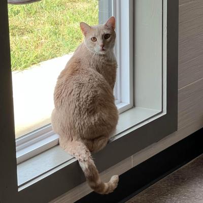 Oliver the cat sitting in a windowsill