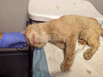 Otto the orange tabby cat lying on his side with chin up as gloved hand pets his head