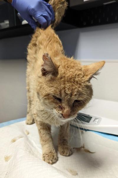 Otto the orange tabby cat when he first arrived, looking ragged, with a gloved hand petting his back