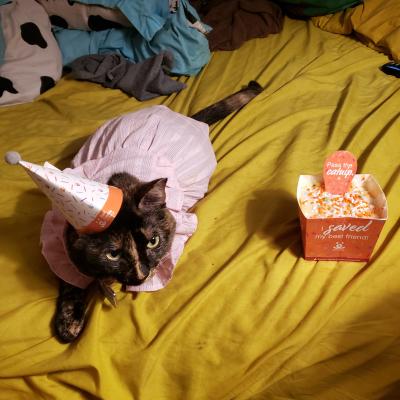 Peanut Butter the cat celebrating her adoption with a cake and hat