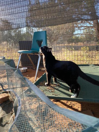 Petey the cat outside in a catio