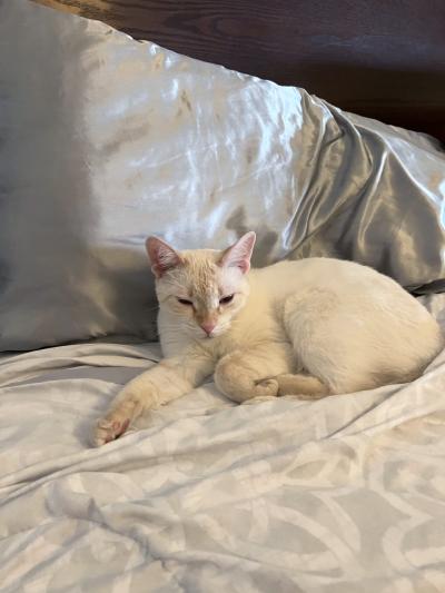 Phoenix the cat lying on a bed