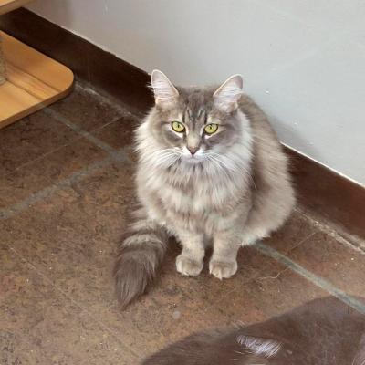 Littles the cat sitting on the floor