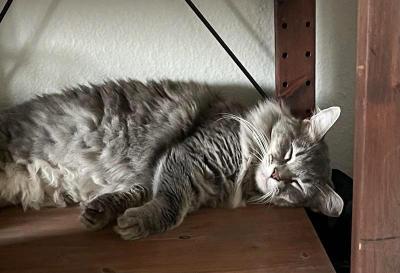 Littles the cat lying on her side sleeping on a wooden piece of furniture