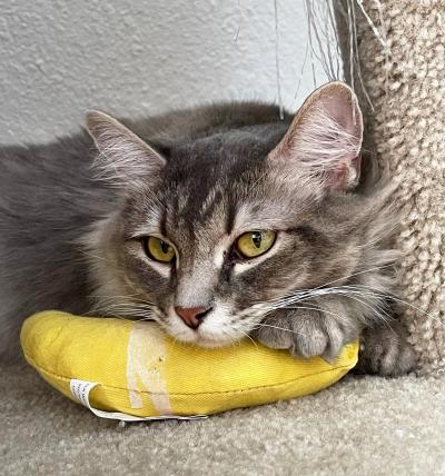 Littles the cat with her head and paw on a yellow stuffed toy