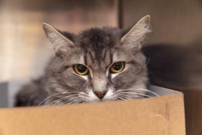 Littles the cat with her head poking out of a cardboard box