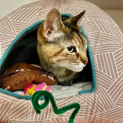 Savannah the cat looking to the side from inside an enclosed bed