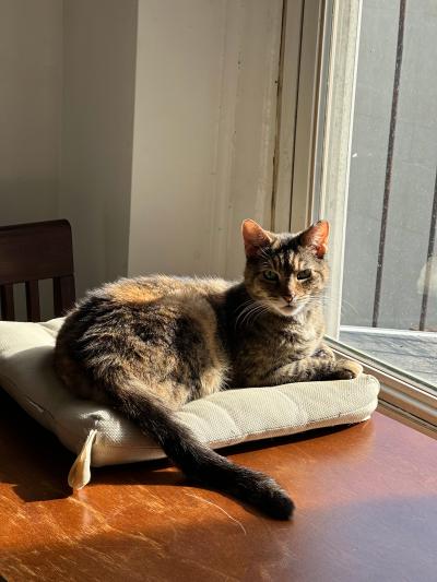 Savannah the cat lying in a bed next to a window