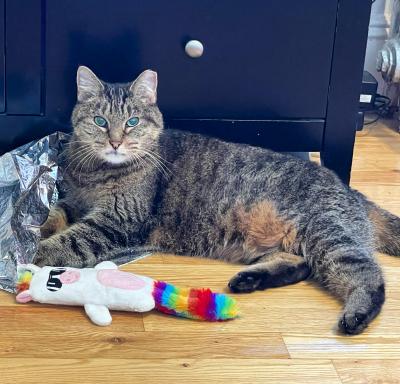 Suzie the cat lying next to a stuffed toy