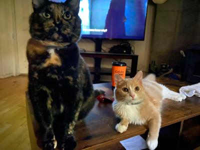 Tebow (lying down) and Turtle (sitting) the cats next to each other