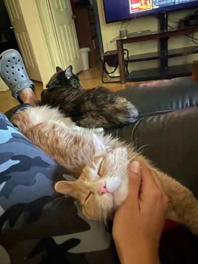 Tebow the cat lying on a lap, getting scratched under the chin