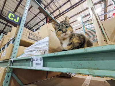 Taylor the cat looking down from a shelf in the warehouse