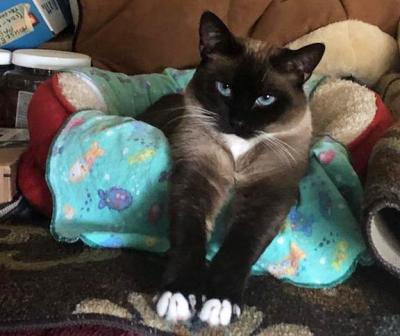 Zoey Crooks the cat lying with her legs over the side of a bed