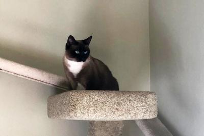 Zoey Crooks the cat up in the top of a cat tree