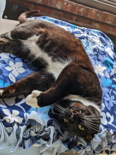 Larry the cat lying upside down on a blue patterned blanket