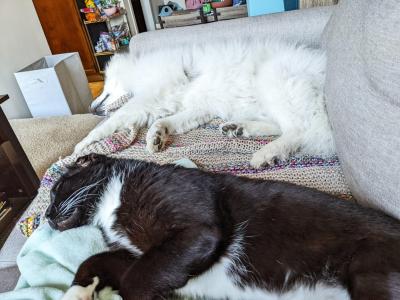 Luke the dog sleeping beside Larry the cat