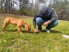 Kiba the dog outside on some grass with a person