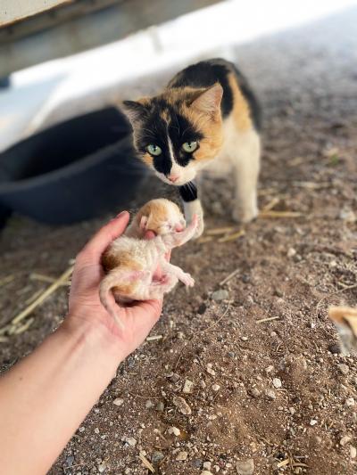 Person holding a young kitten in front of a calico cat