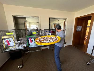 Person holding a tray holding individual cat food servings, putting the food in wire kennels